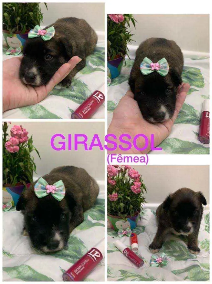 Cachorro ra a SRD idade Abaixo de 2 meses nome Girassol
