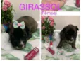 Girassol
