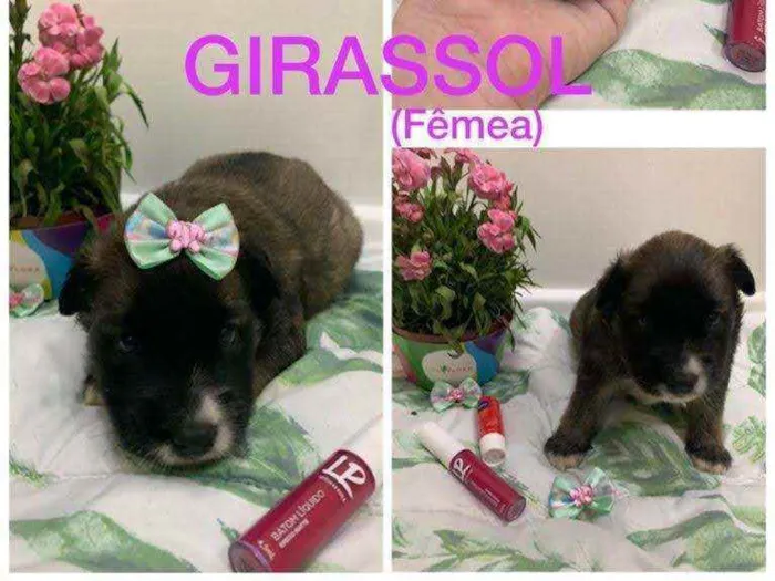 Cachorro ra a SRD idade Abaixo de 2 meses nome Girassol