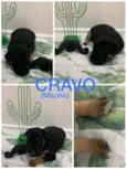 Cravo
