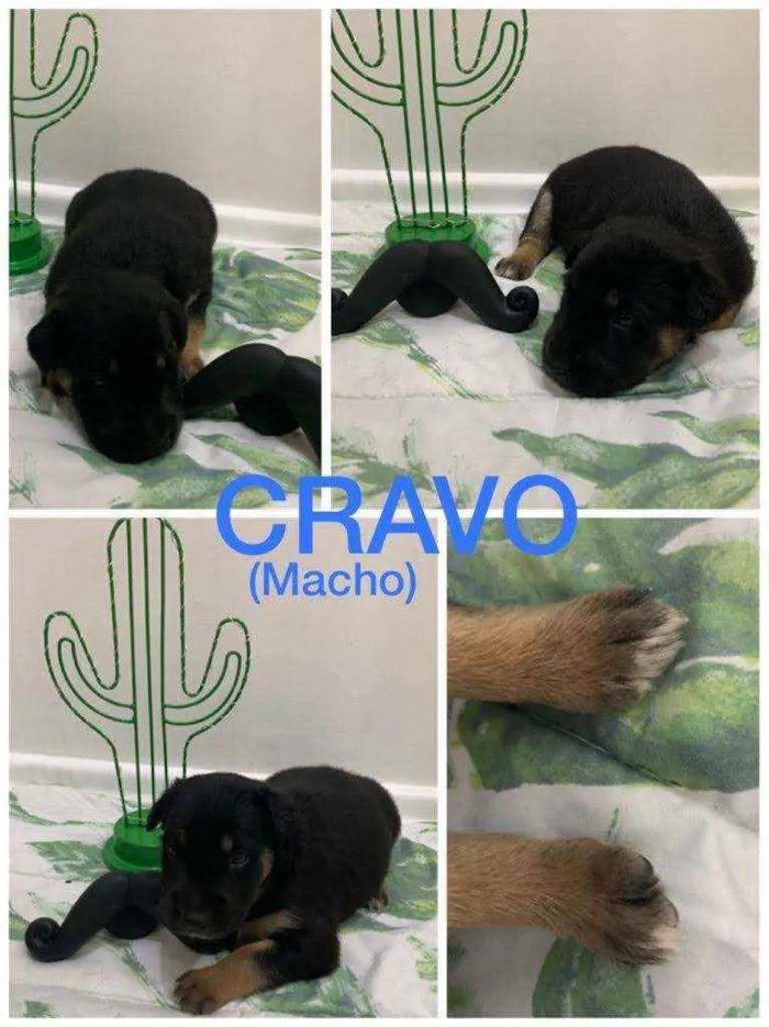 Cachorro ra a SRD idade Abaixo de 2 meses nome Cravo