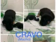 Cravo