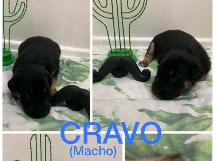 Cachorro ra a SRD idade Abaixo de 2 meses nome Cravo