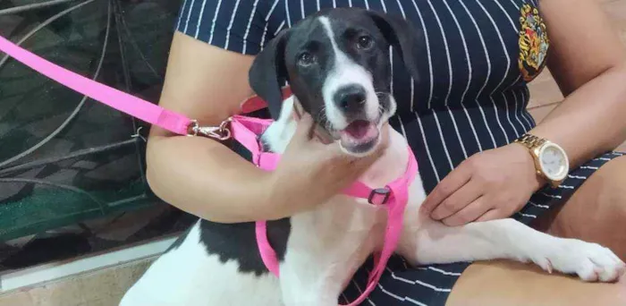 Cachorro raça Mista idade 7 a 11 meses nome Luna