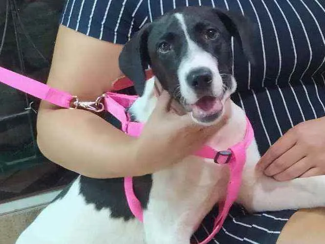 Cachorro raça Mista idade 7 a 11 meses nome Luna