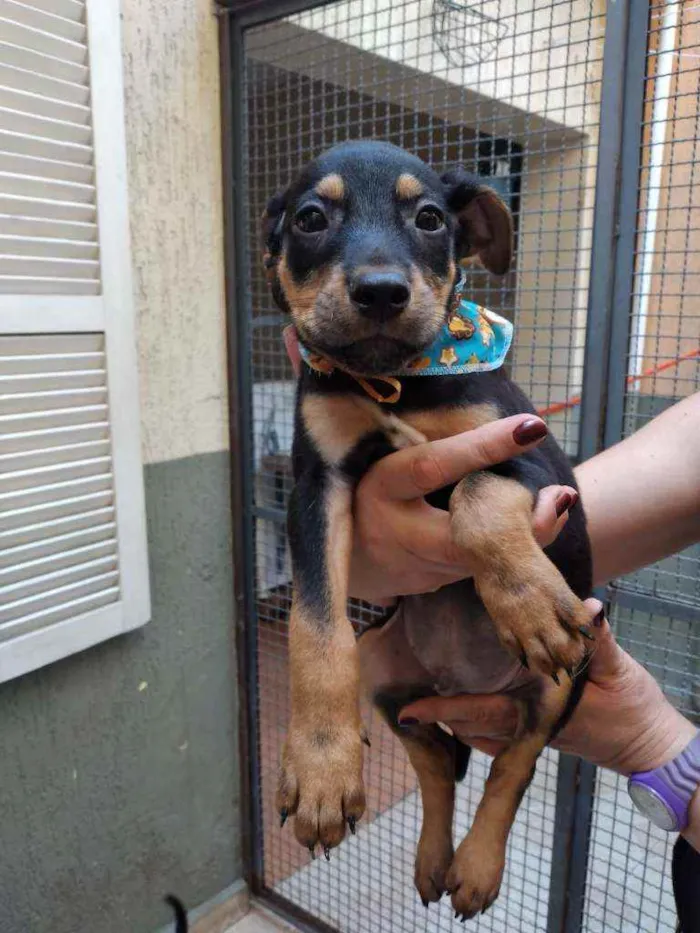 Cachorro raça SRD  idade 2 a 6 meses nome Bis 