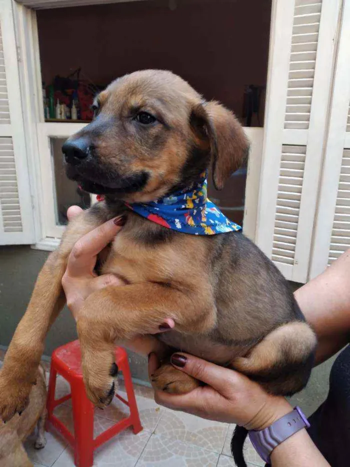 Cachorro raça SRD  idade 2 a 6 meses nome Nescal 