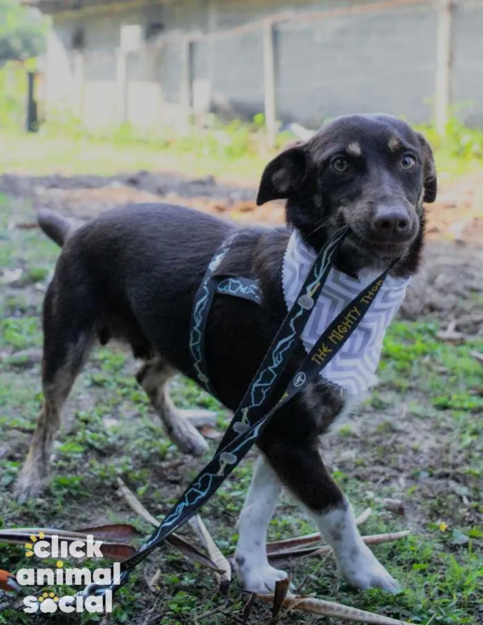 Cachorro ra a SRD-ViraLata idade 1 ano nome Jack