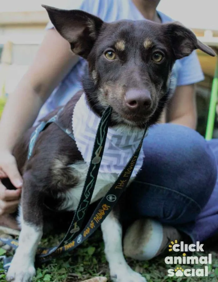 Cachorro ra a SRD-ViraLata idade 1 ano nome Jack