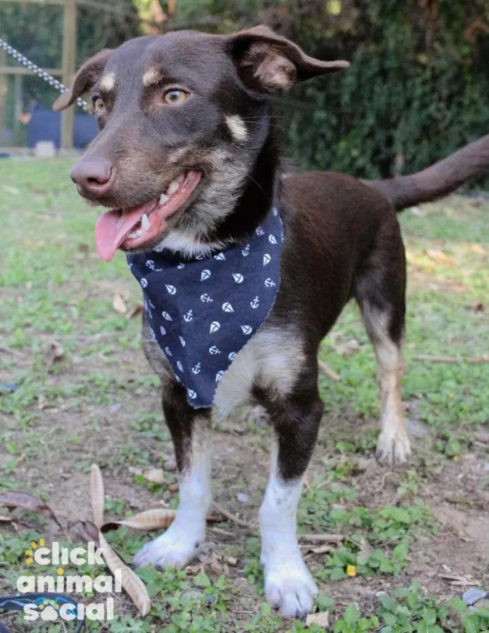 Cachorro ra a SRD-ViraLata idade 1 ano nome Jack