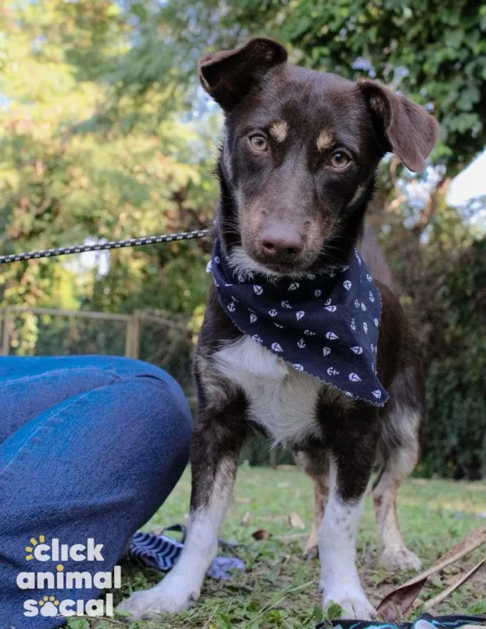 Cachorro ra a SRD-ViraLata idade 1 ano nome Jack