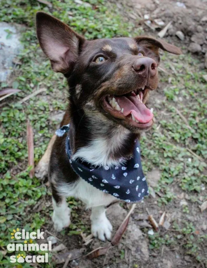 Cachorro ra a SRD-ViraLata idade 1 ano nome Jack