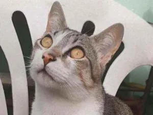 Gato raça SRD idade 7 a 11 meses nome Canjica