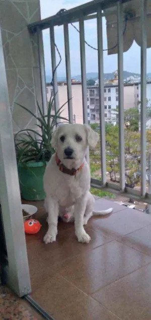 Cachorro raça Poodle idade 2 anos nome Floqujnho