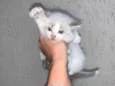 Suspiro