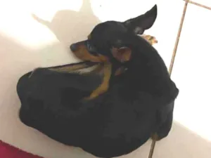 Cachorro raça Pinscher idade 7 a 11 meses nome Pretimho