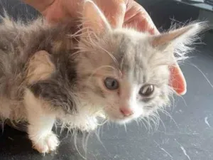 Gato raça Srd idade Abaixo de 2 meses nome Ágata