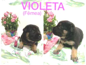 Cachorro raça SRD idade Abaixo de 2 meses nome Violeta