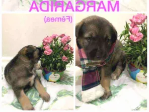 Cachorro raça SRD idade Abaixo de 2 meses nome Margarida