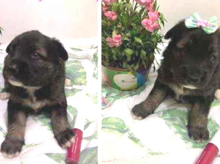 Cachorro ra a SRD idade Abaixo de 2 meses nome Tulipa