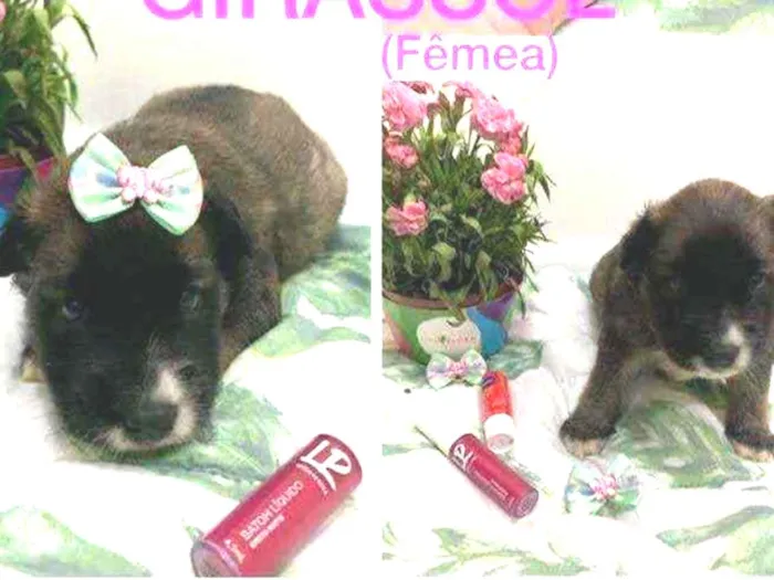 Cachorro ra a SRD idade Abaixo de 2 meses nome Girassol
