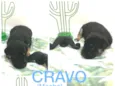 Cravo