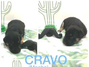 Cachorro raça SRD idade Abaixo de 2 meses nome Cravo