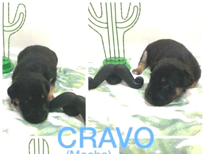 Cachorro ra a SRD idade Abaixo de 2 meses nome Cravo