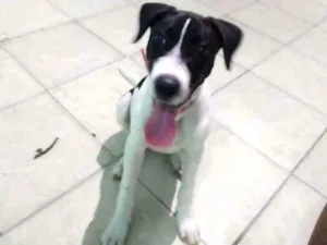 Cachorro raça Mista idade 7 a 11 meses nome Luna
