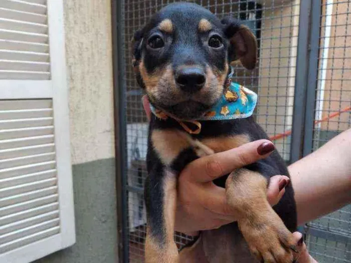 Cachorro raça SRD  idade 2 a 6 meses nome Bis 