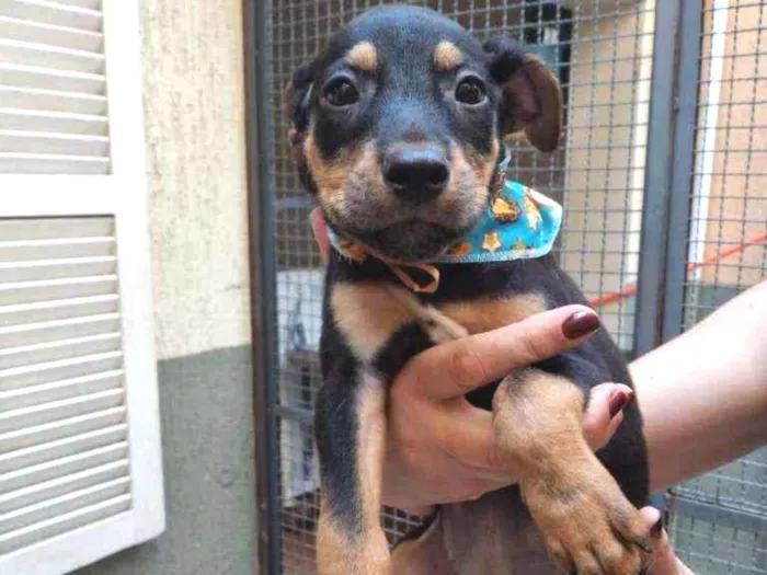 Cachorro raça SRD  idade 2 a 6 meses nome Bis 