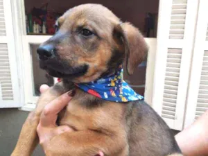 Cachorro raça SRD  idade 2 a 6 meses nome Nescal 