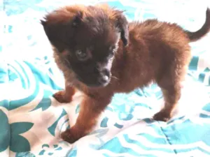 Cachorro raça Srd idade Abaixo de 2 meses nome Temaki