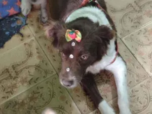 Cachorro raça Srd idade 1 ano nome Liza