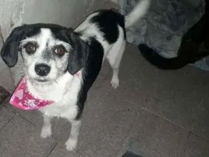 Cachorro raça Srd idade 1 ano nome Nara