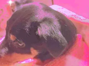 Cachorro raça Srd idade 7 a 11 meses nome Molly