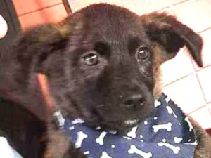 Cachorro raça Srd idade 2 a 6 meses nome Apollo