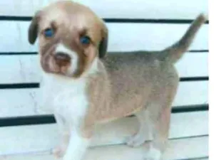 Cachorro raça Fila brasileiro com labrador idade Abaixo de 2 meses nome Pandora