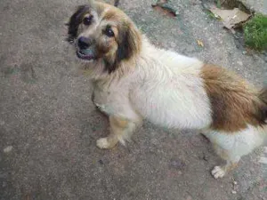 Cachorro raça Srd idade 1 ano nome Nairobi