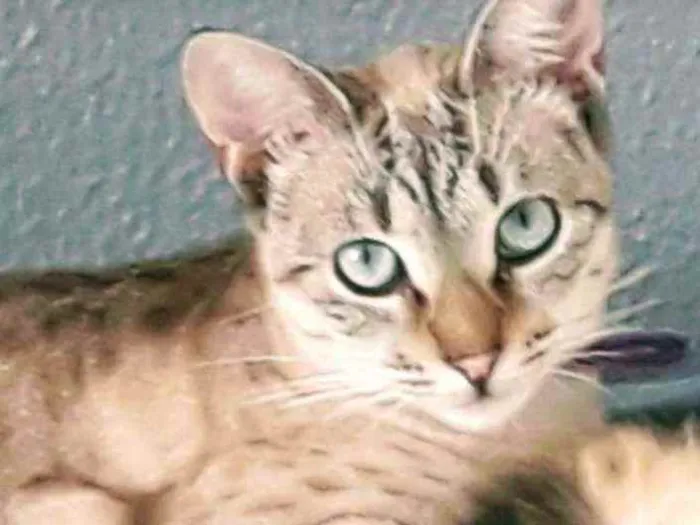 Gato ra a Indefinida  idade 7 a 11 meses nome Nevasca