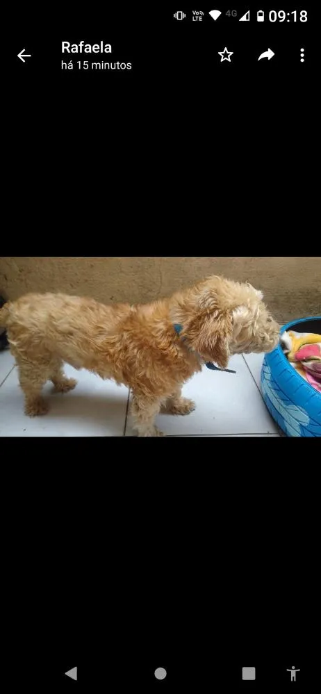 Cachorro ra a Mistura com poodle idade 5 anos nome Bento