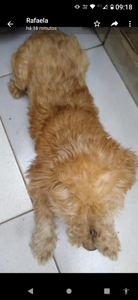 Cachorro ra a Mistura com poodle idade 5 anos nome Bento