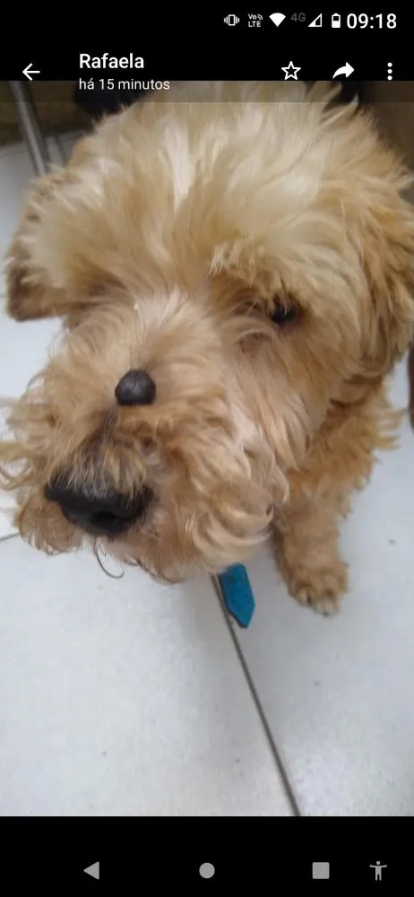 Cachorro ra a Mistura com poodle idade 5 anos nome Bento