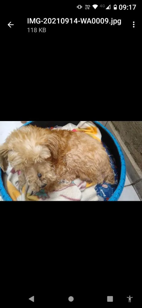 Cachorro ra a Mistura com poodle idade 5 anos nome Bento