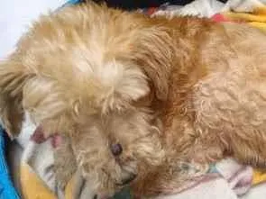 Cachorro ra a Mistura com poodle idade 5 anos nome Bento