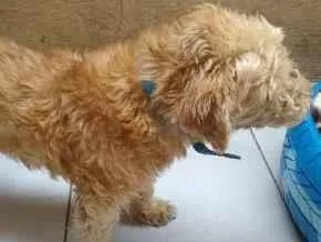 Cachorro ra a Mistura com poodle idade 5 anos nome Bento
