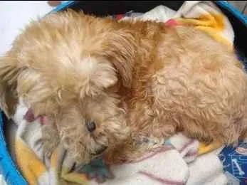 Cachorro ra a Mistura com poodle idade 5 anos nome Bento