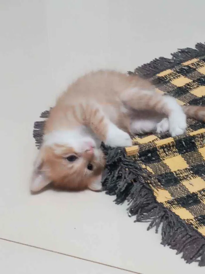 Gato raça Sem raça definida idade Abaixo de 2 meses nome Não tem