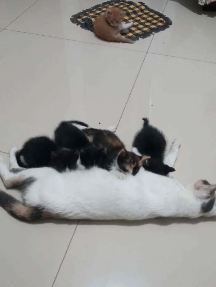 Gato raça Sem raça definida idade Abaixo de 2 meses nome Não tem