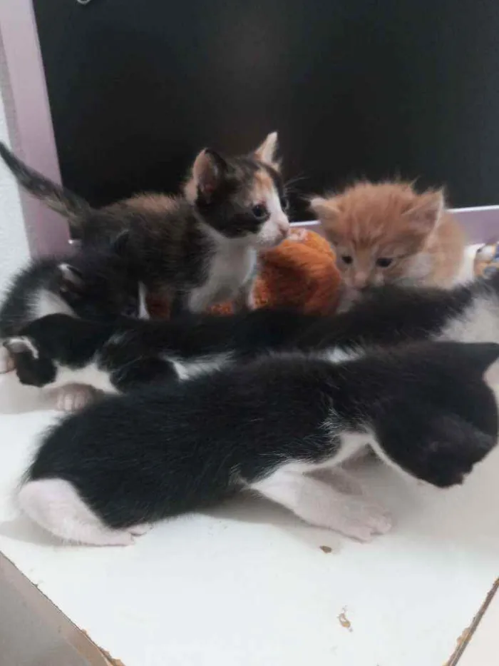 Gato raça Sem raça definida idade Abaixo de 2 meses nome Não tem